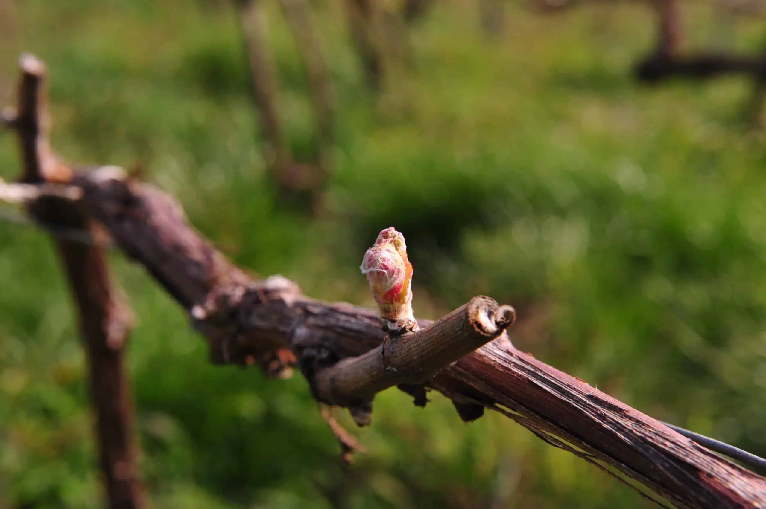 Le cycle végétatif de la vigne