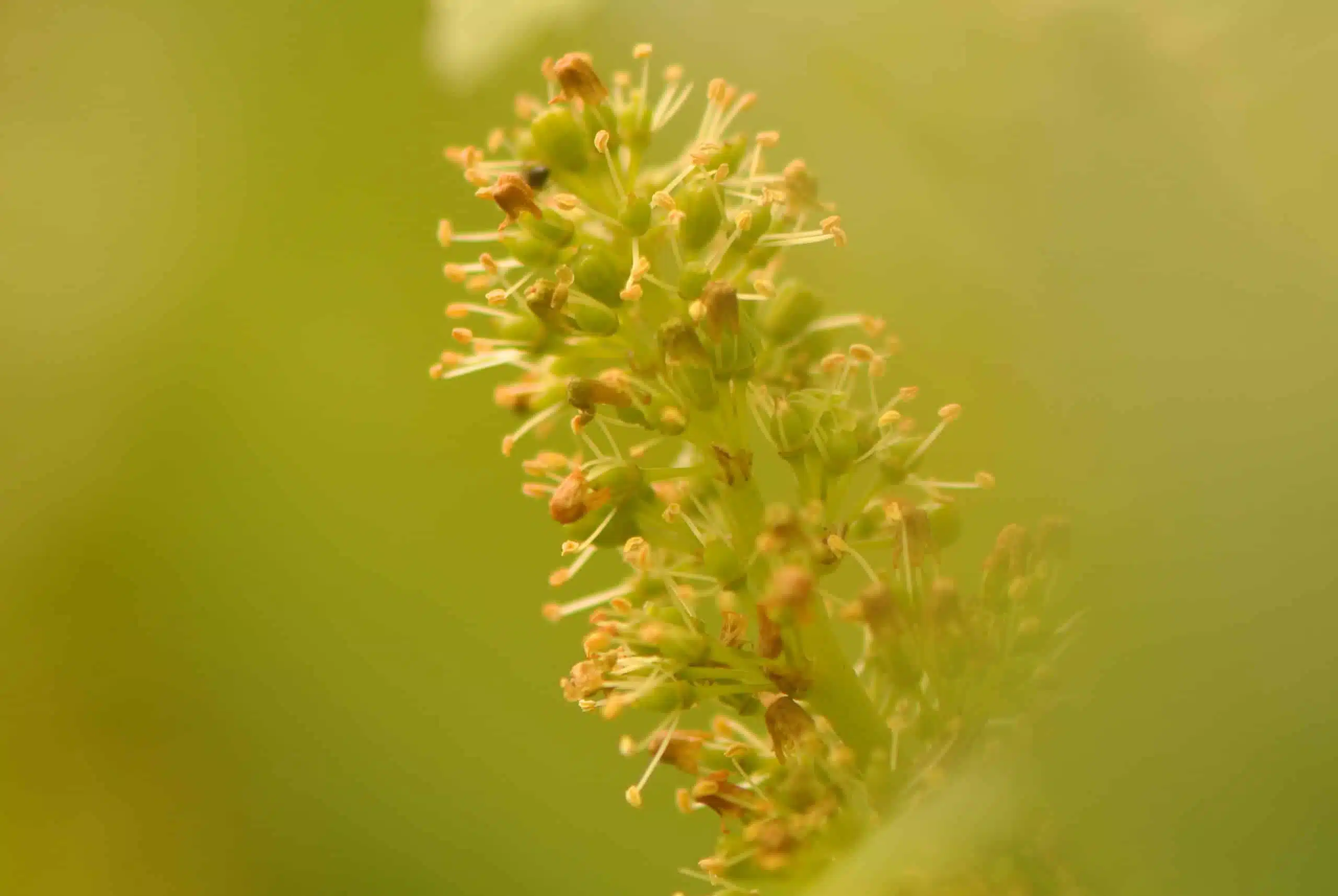 Le cycle végétatif de la vigne