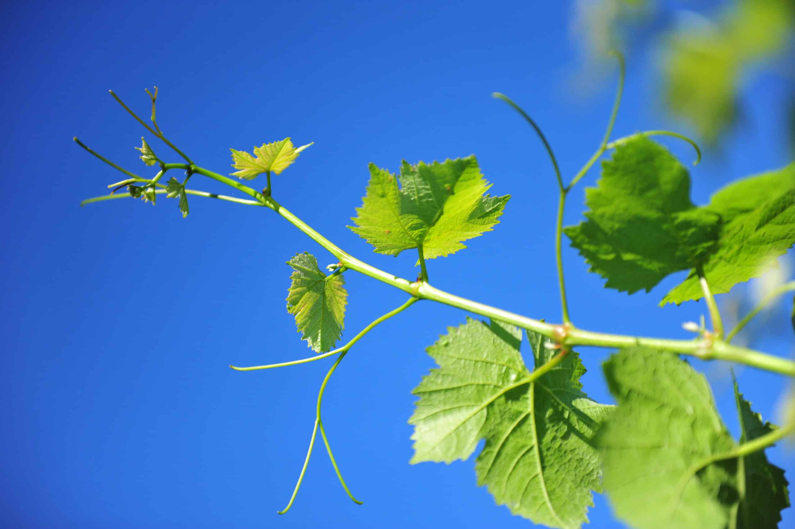 The Vegetative Cycle of the Vine