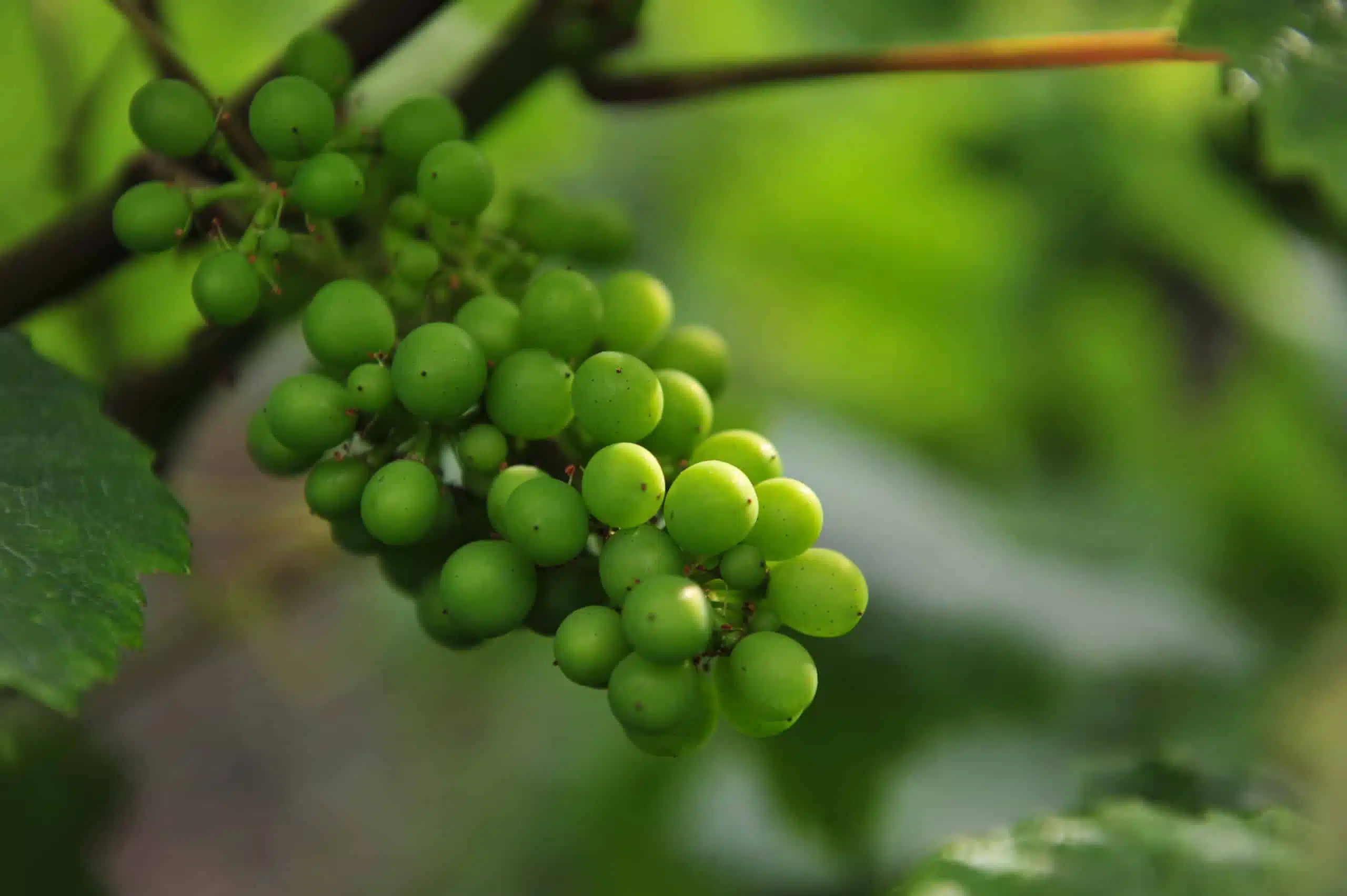 Le cycle végétatif de la vigne