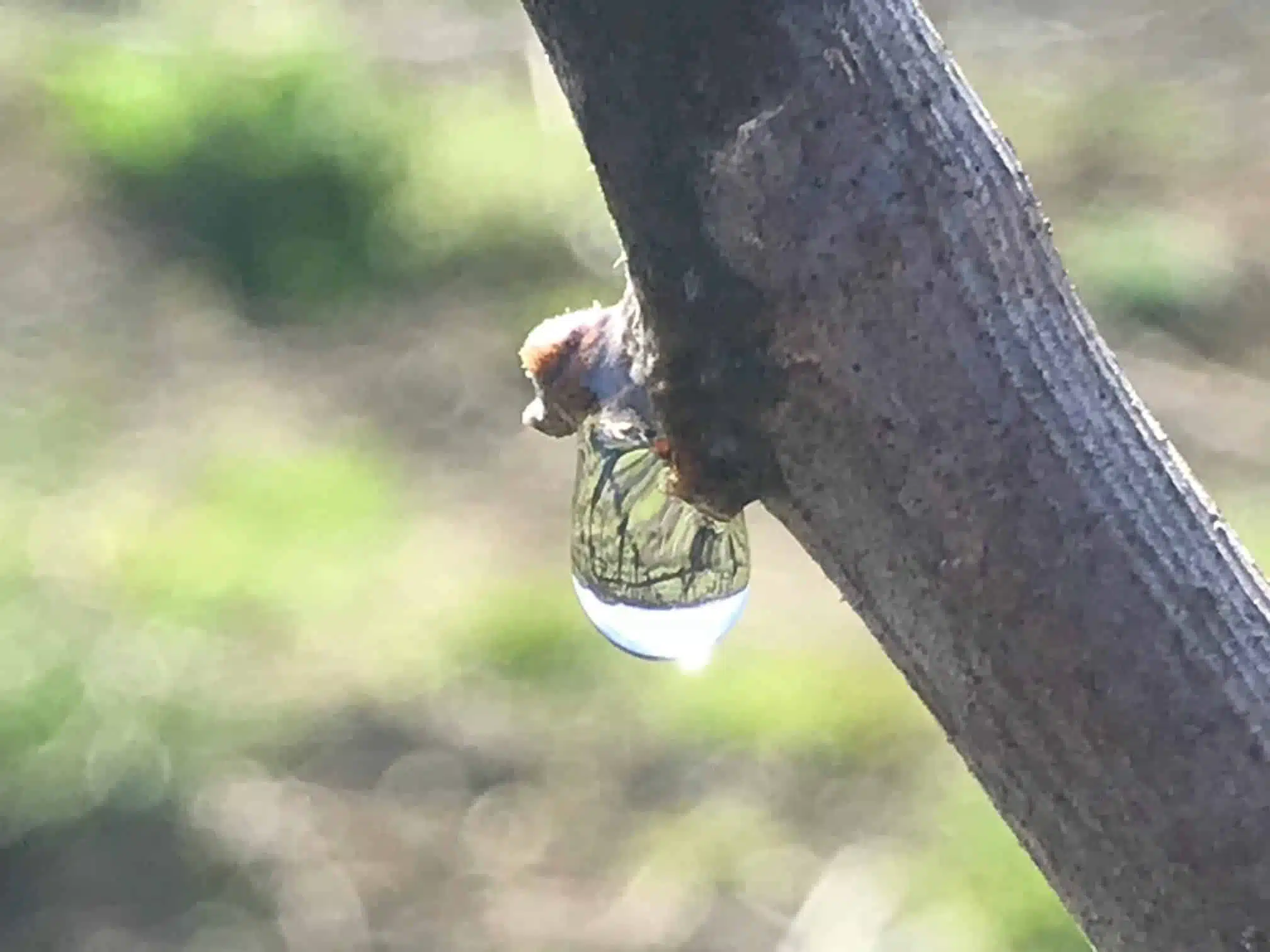 Le cycle végétatif de la vigne