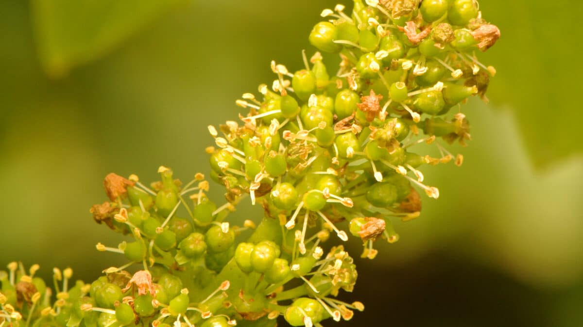 CHAMPAGNE MICHEL FAGOT BLOOMING